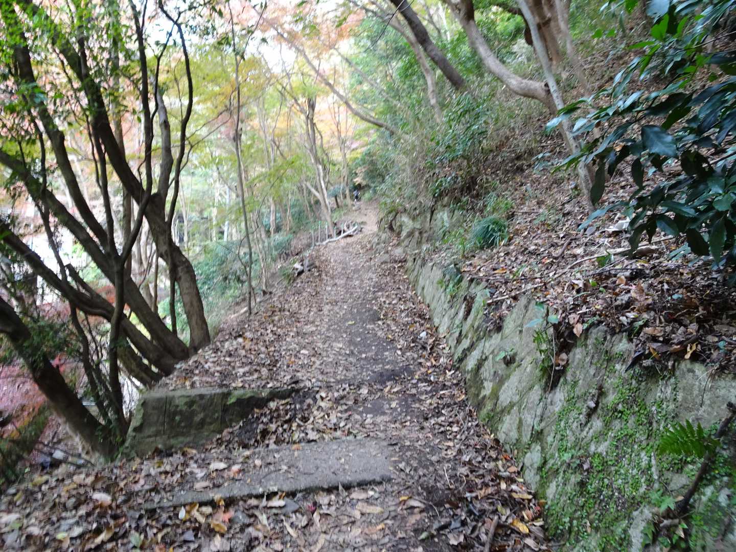 トコトコ