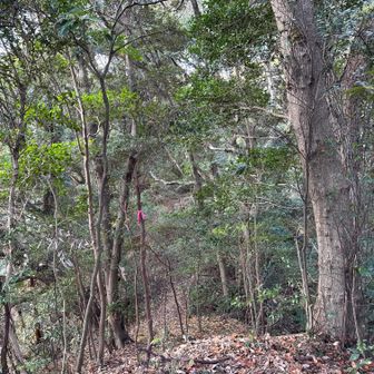 下山路もあるが付近で崩落が起きているので自粛して戻ります