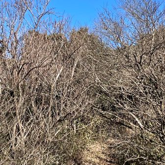 枯れたトンネルを抜けて