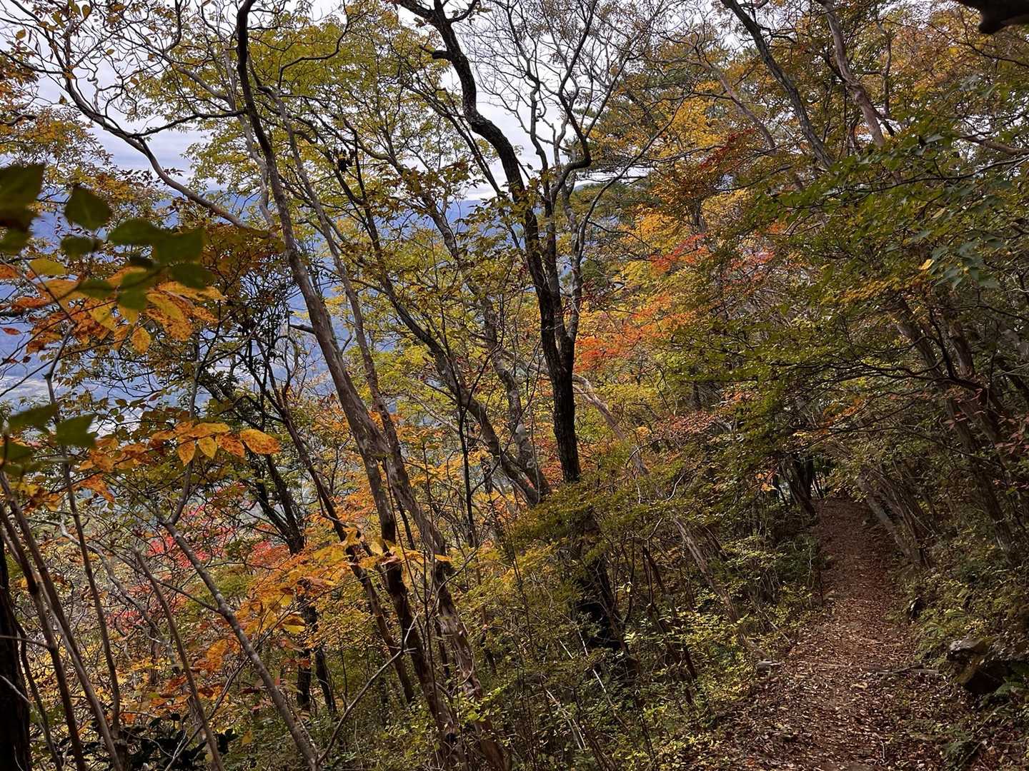 紅葉真っ盛り🍁