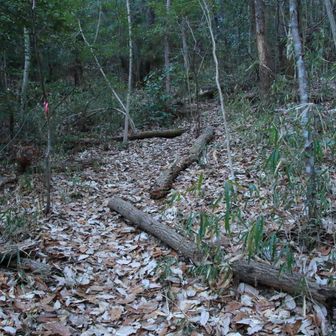 倒木があったり、落ち葉が🍂降り積ったりと、おまけにトレースも明瞭でない🥹