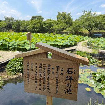 石坪の池