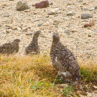 雷鳥に出会えた
