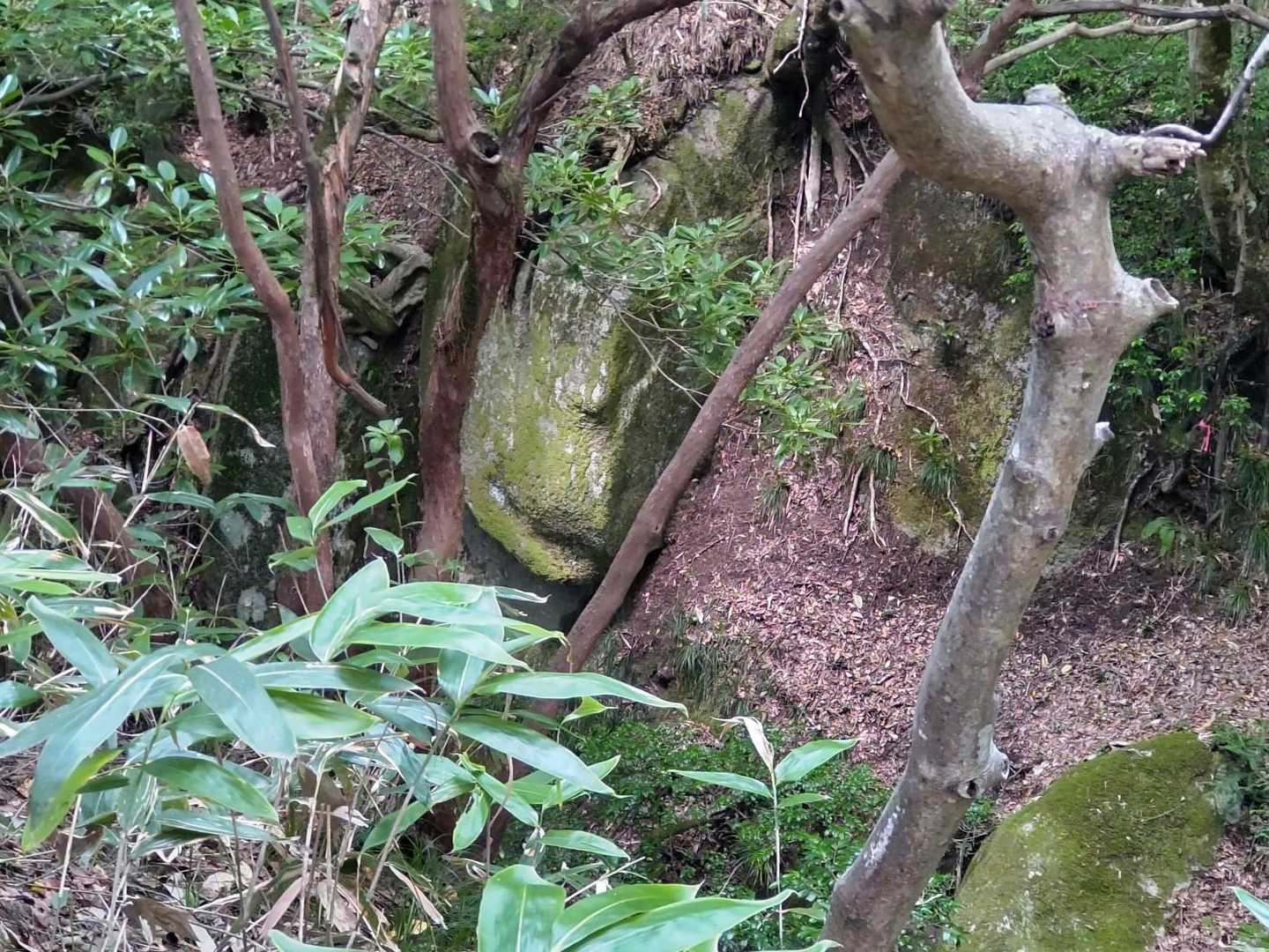 奇岩🤭
人面にしか見えない岩が対面に