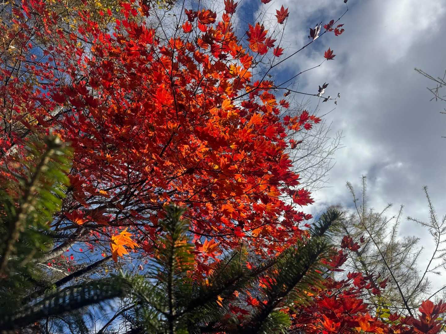 紅葉🍁良き