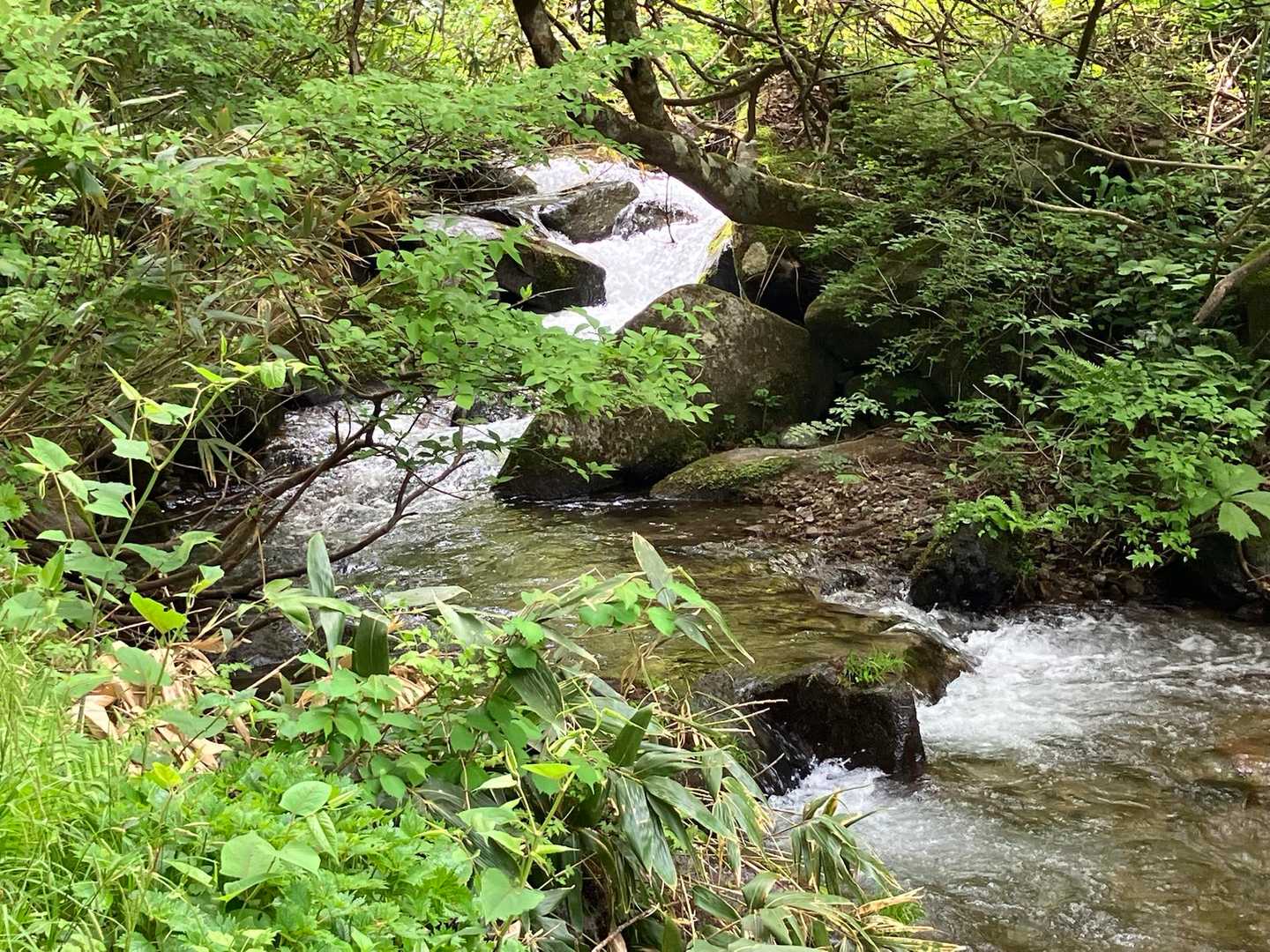 せせらぎの音を聞きながら沢沿いを進みます。🎶