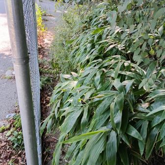 猫一匹通れそうな隙間にゃ（謎）