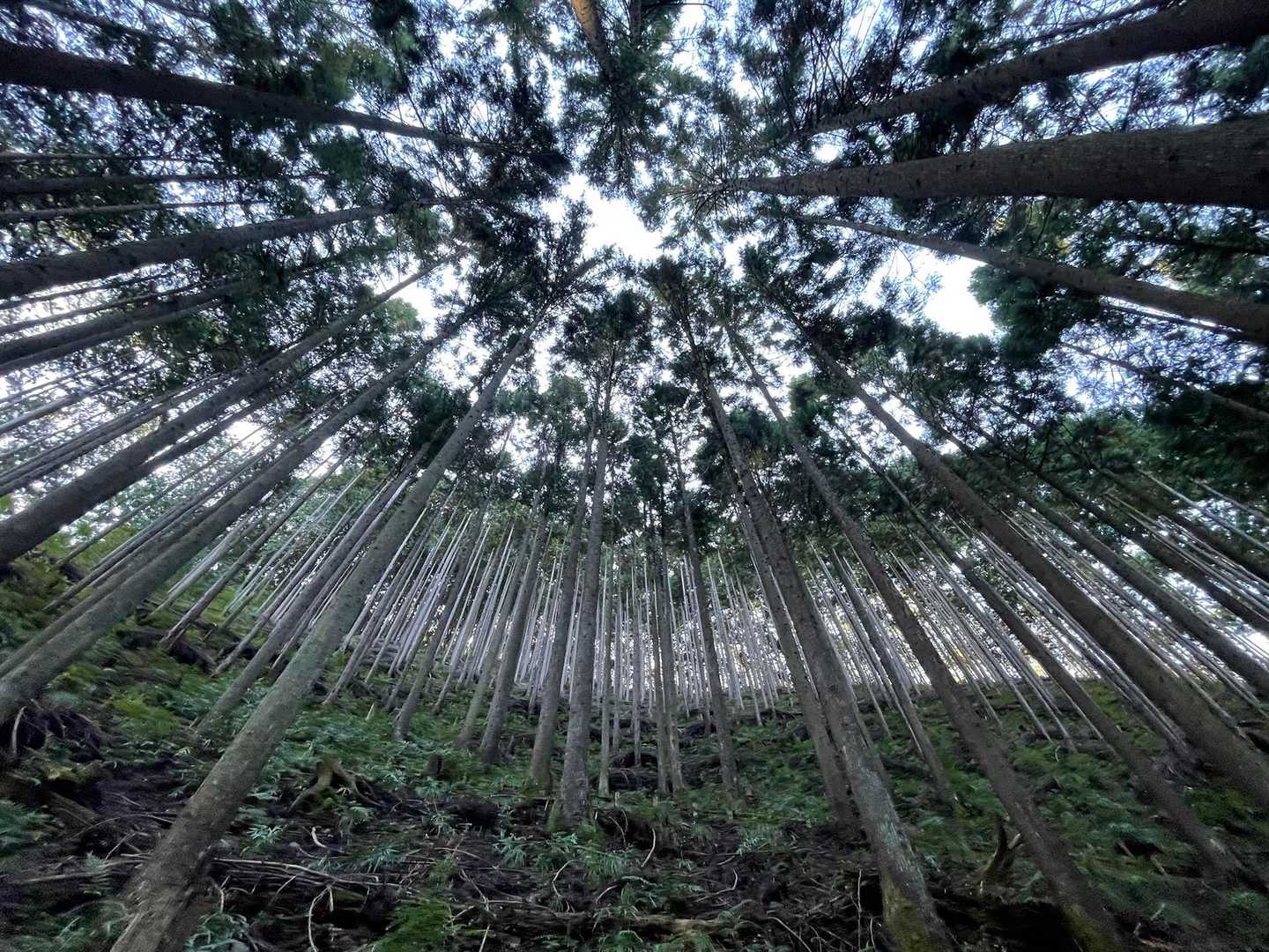 規則正しく真っ直ぐに伸びた杉の森。
