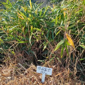 狭山富士　▲151m！