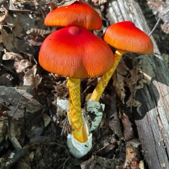 きのこ🍄やっぱりたまご茸でないの？