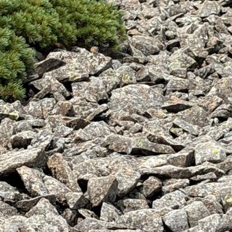 ハイマツの手前にナキウサギが❗️