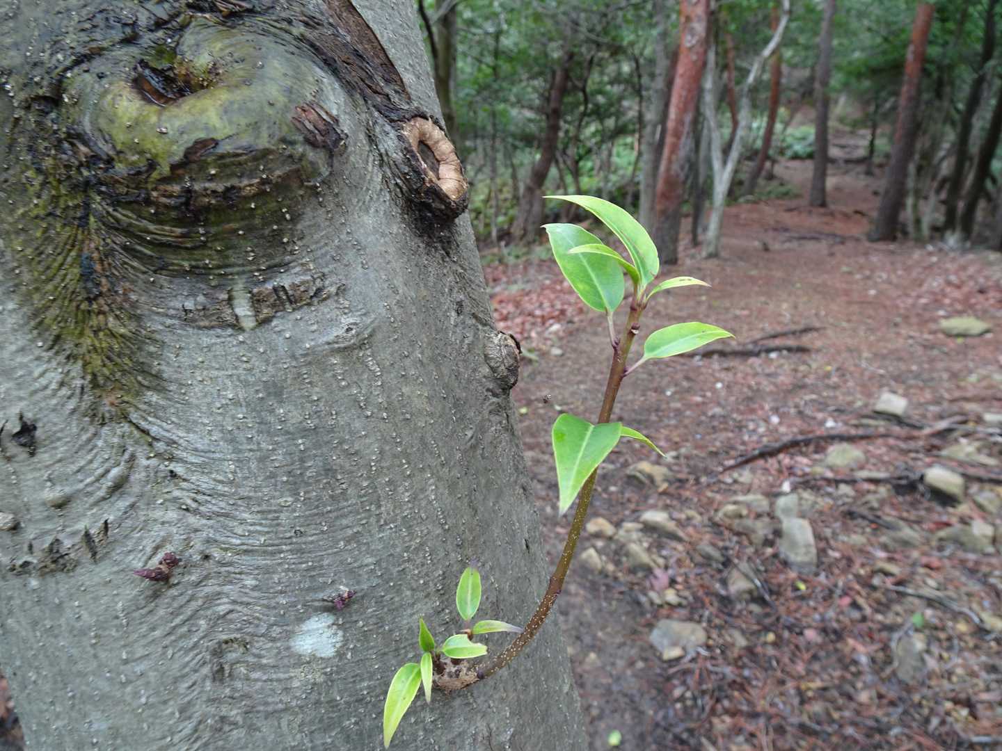新芽も出てきたわ。