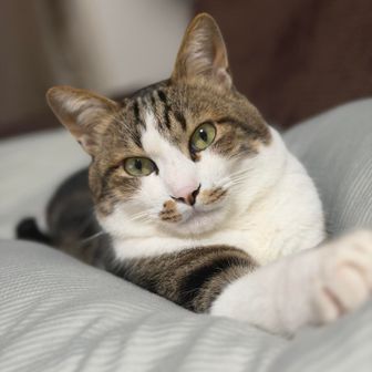 くまねこ3