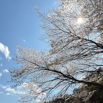 
　　　　　　そこには大きな山桜の木
