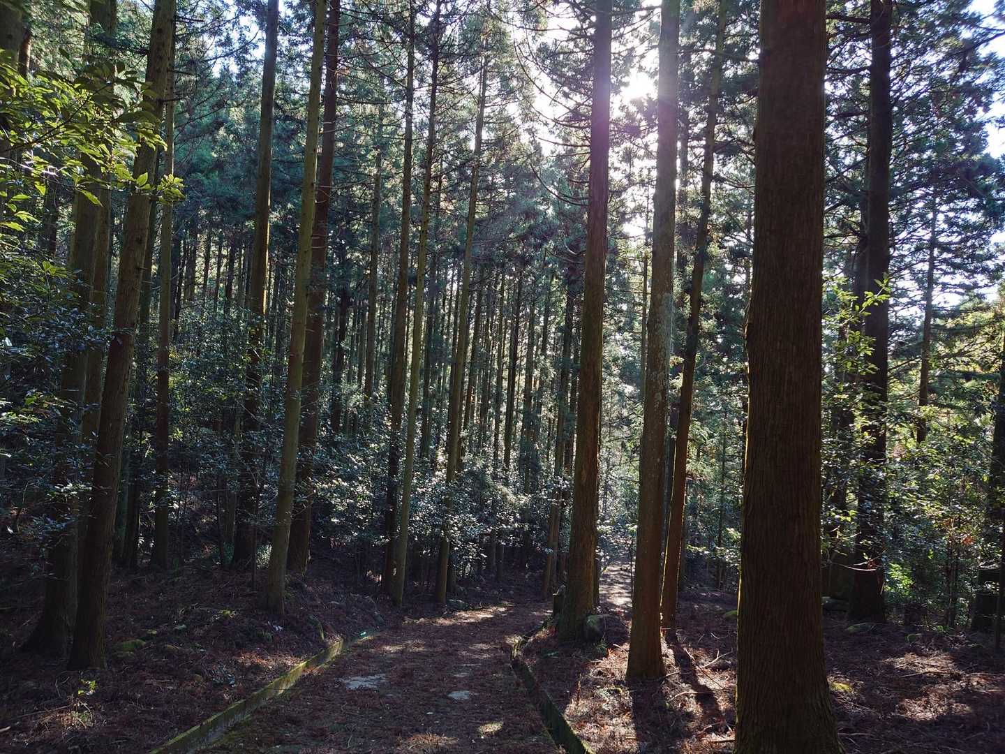 杉林の中の舗装路も今は爽やかに気持ち良く歩く