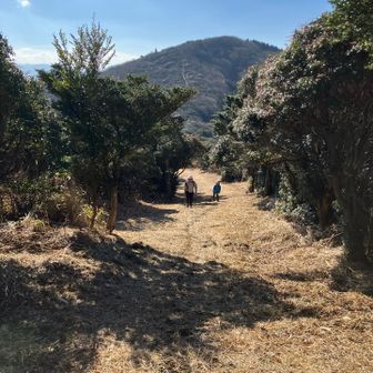 ツームシ山から短いけど急な下りを経て
孫岳への最後の登り💦