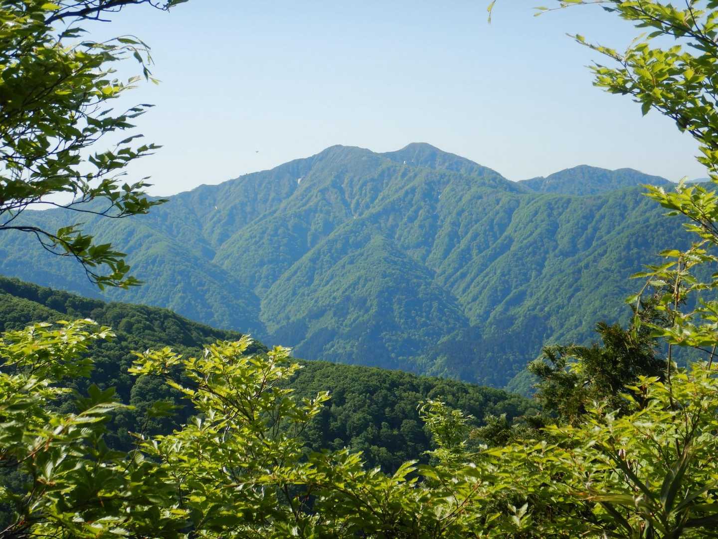 尾根に出ると経ヶ岳がもう夏色でした〜