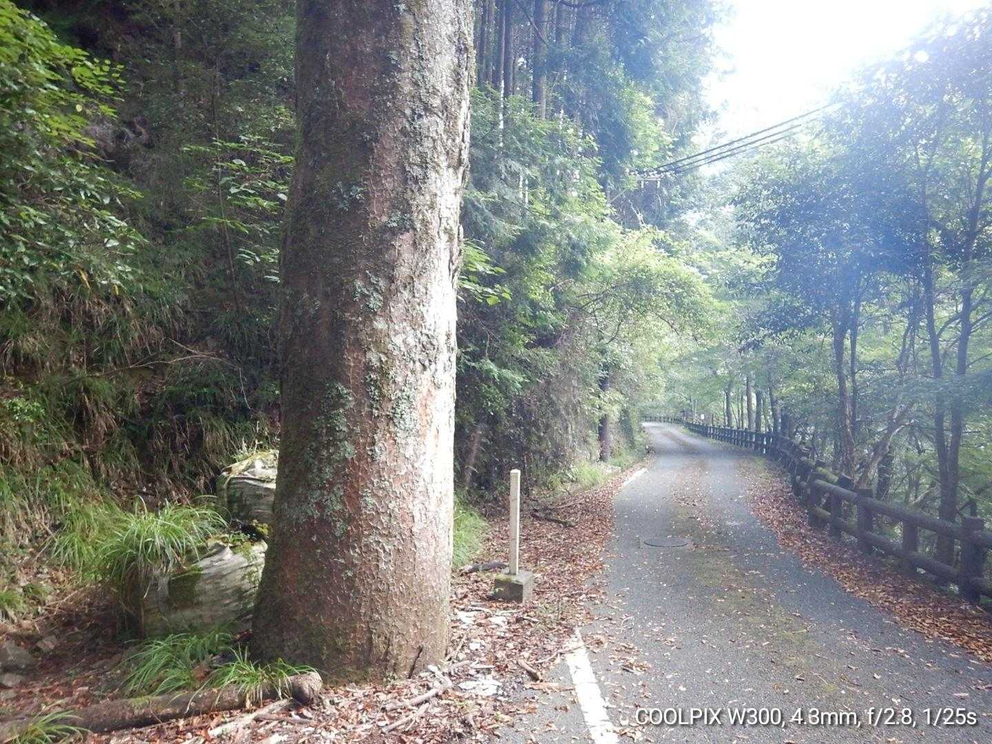 登山口近くの大ケヤキ😁
