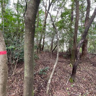 藪漕ぎみたいな感じで、丸山山頂に到着。
ビニールテープに書いてありました。