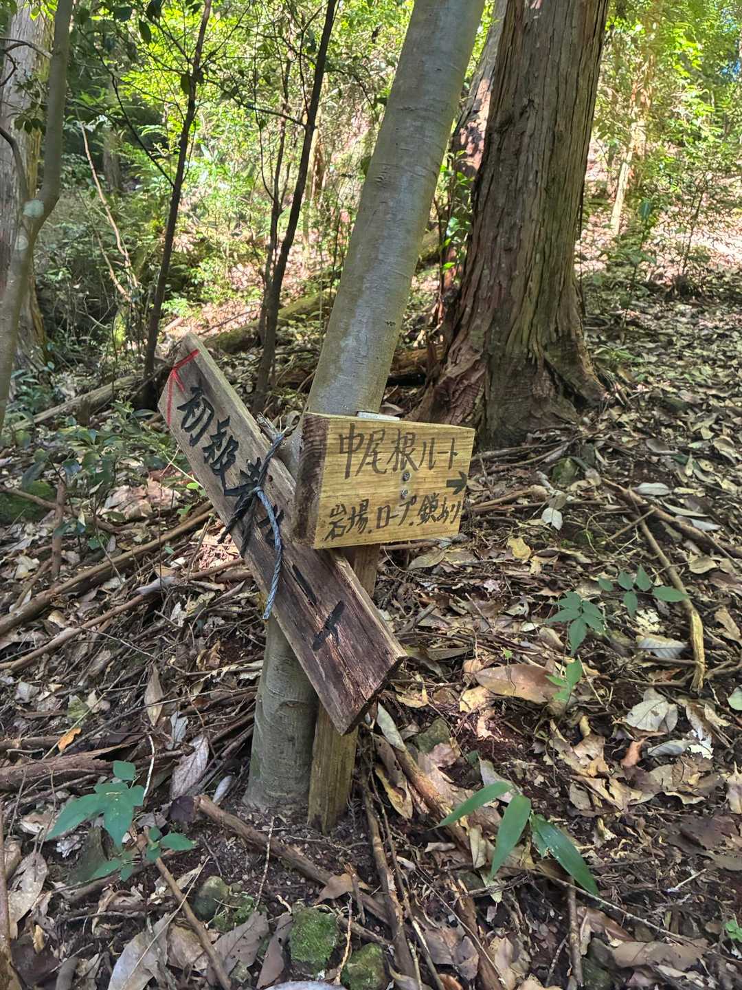 今日は中尾根ルートから