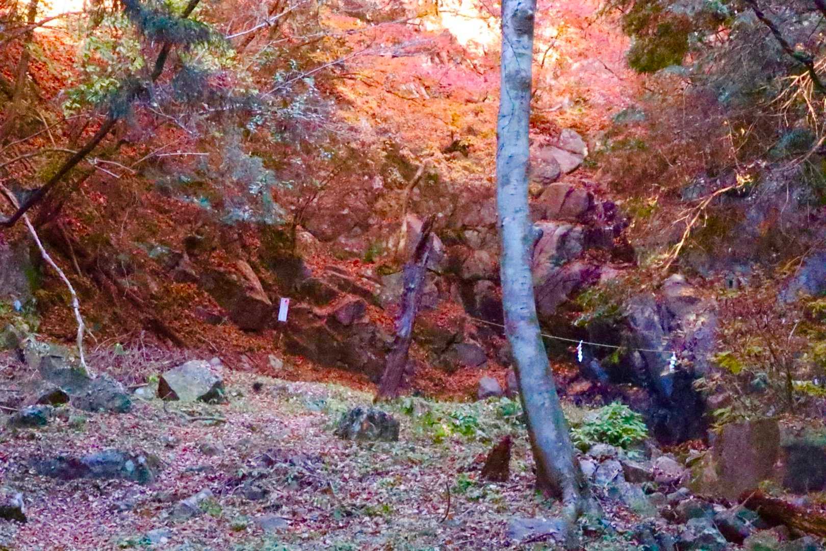 御滝が紅く見えます