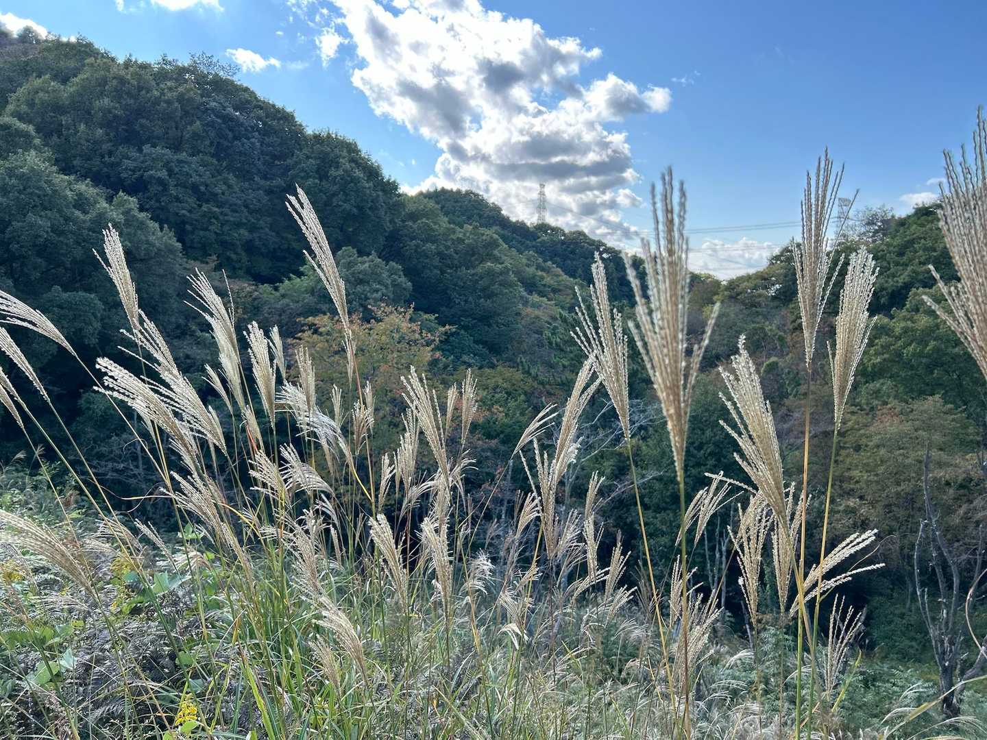 ちょっと前まで夏やったのに