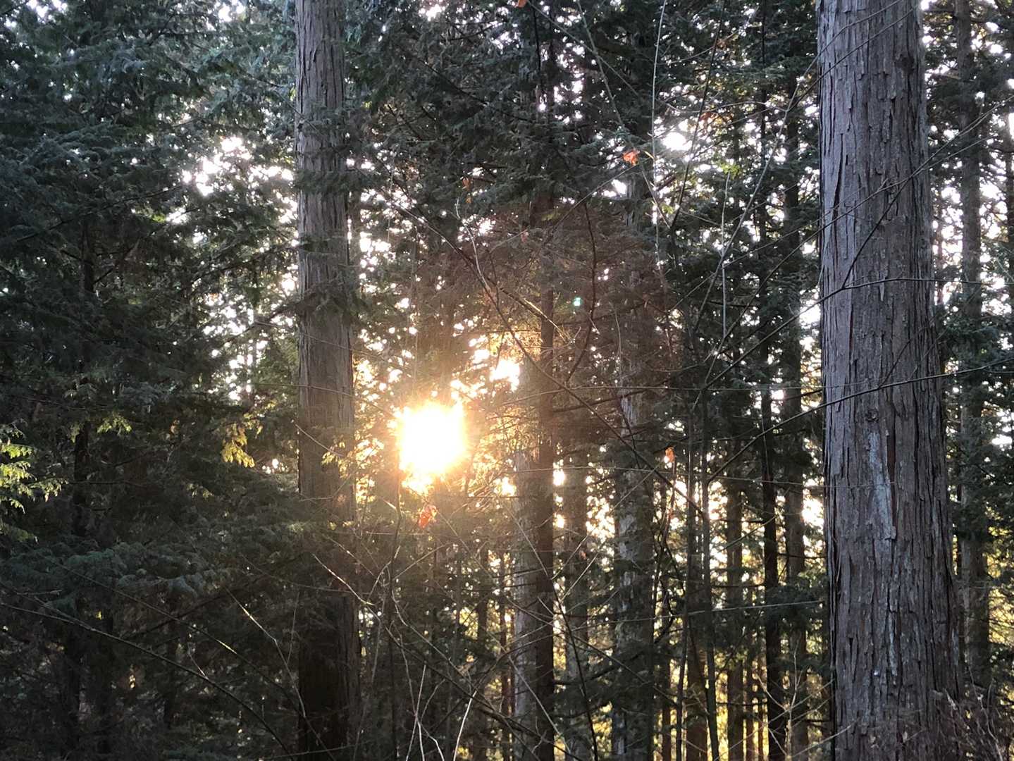 木々の間から姿を見せる日の出の太陽☀️
今日もたくさんパワーもらいます。