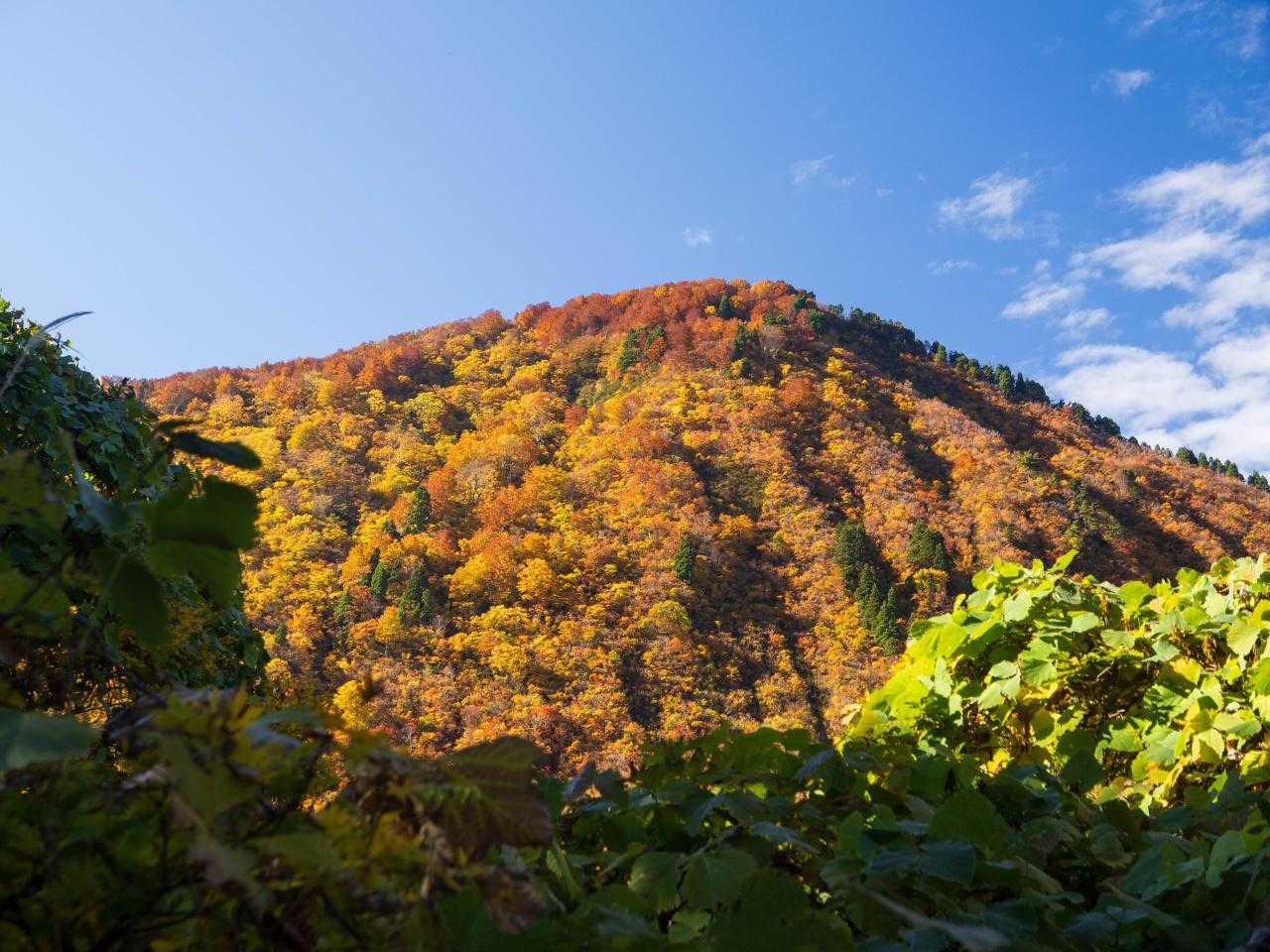 紅葉（黄葉）している