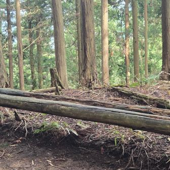 山頂は木々に囲まれてます。
何も見えないけど、風が吹くと少し涼しい