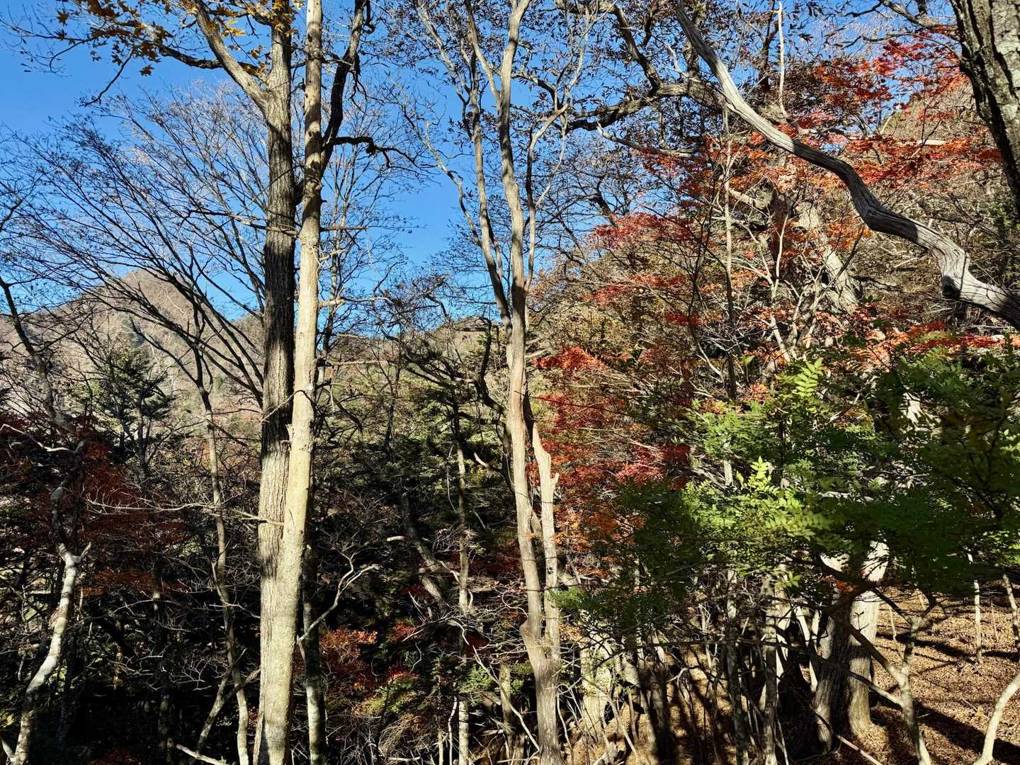 木々の間から十二ヶ岳の山頂が見えますね👀

登りの急登が気になります💦