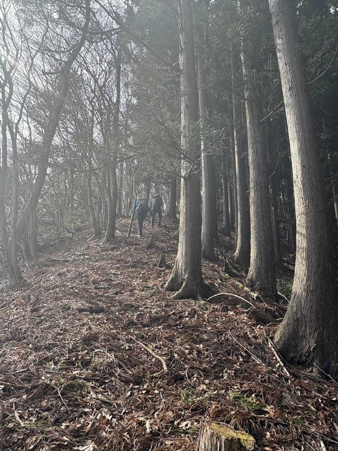 …早ええなぁ、もう
杉も真っ直ぐ　道も真っ直ぐ　
ポンコツのヤギ🐐は　道を味わいます