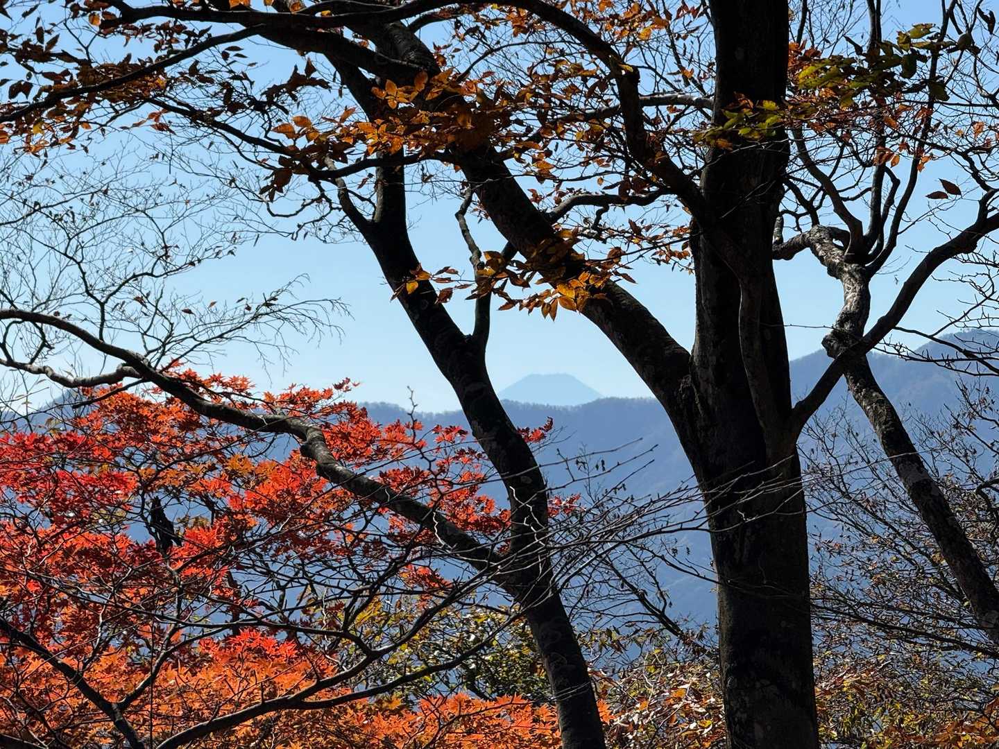 見えた〜🗻
とっても嬉しいです☺️