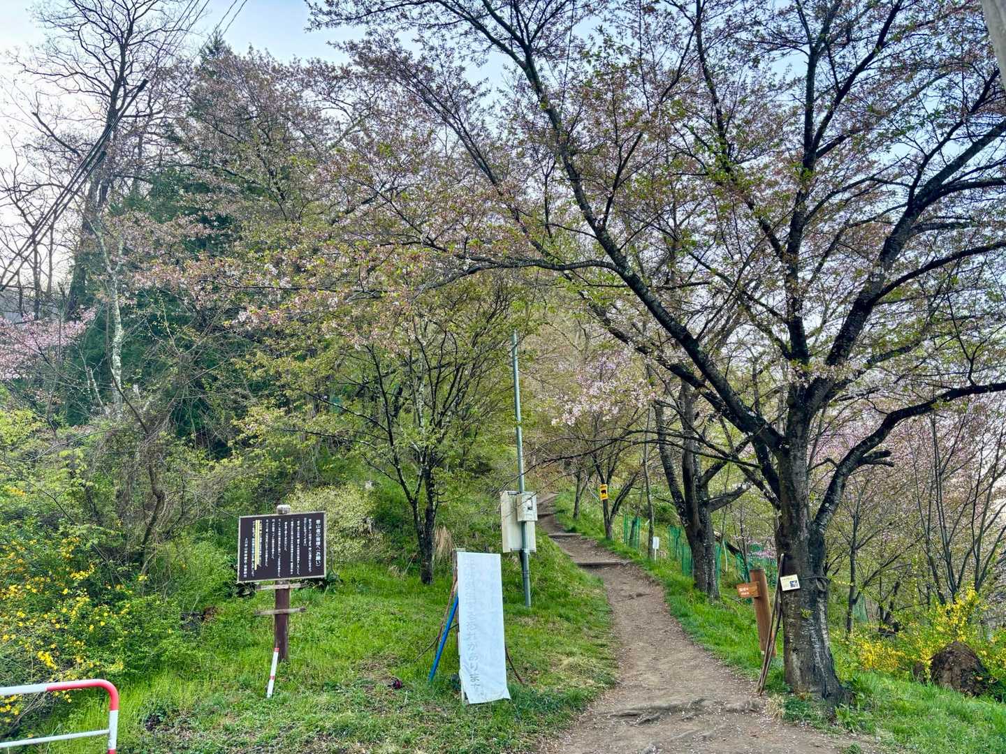 登山口の桜は散り始め