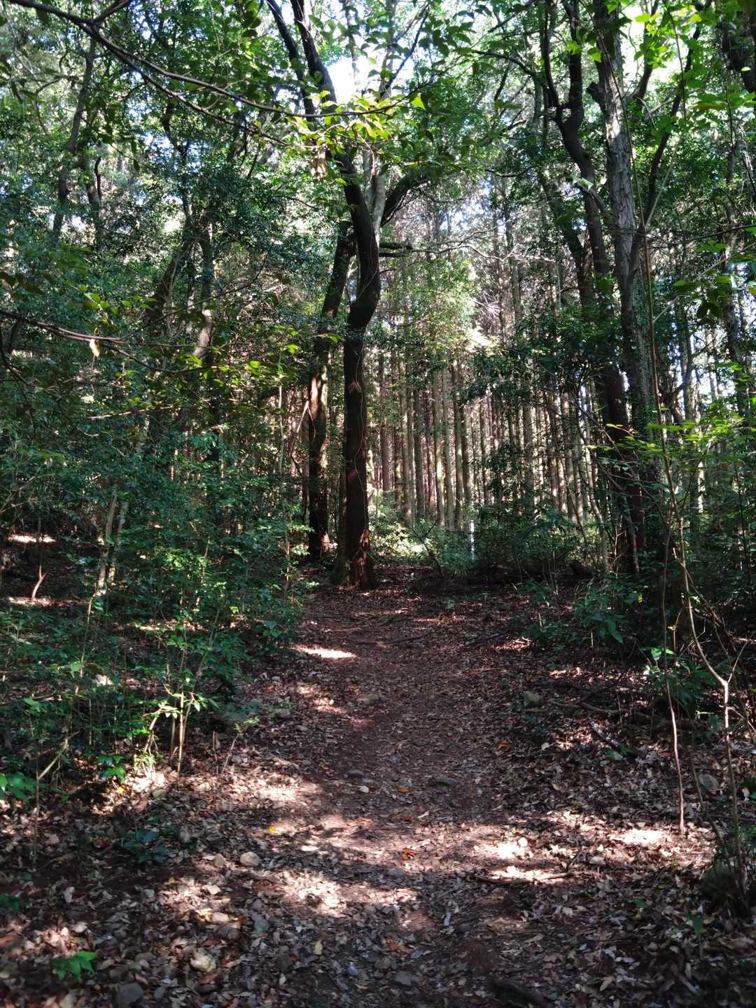 郡岳 往復コースの写真