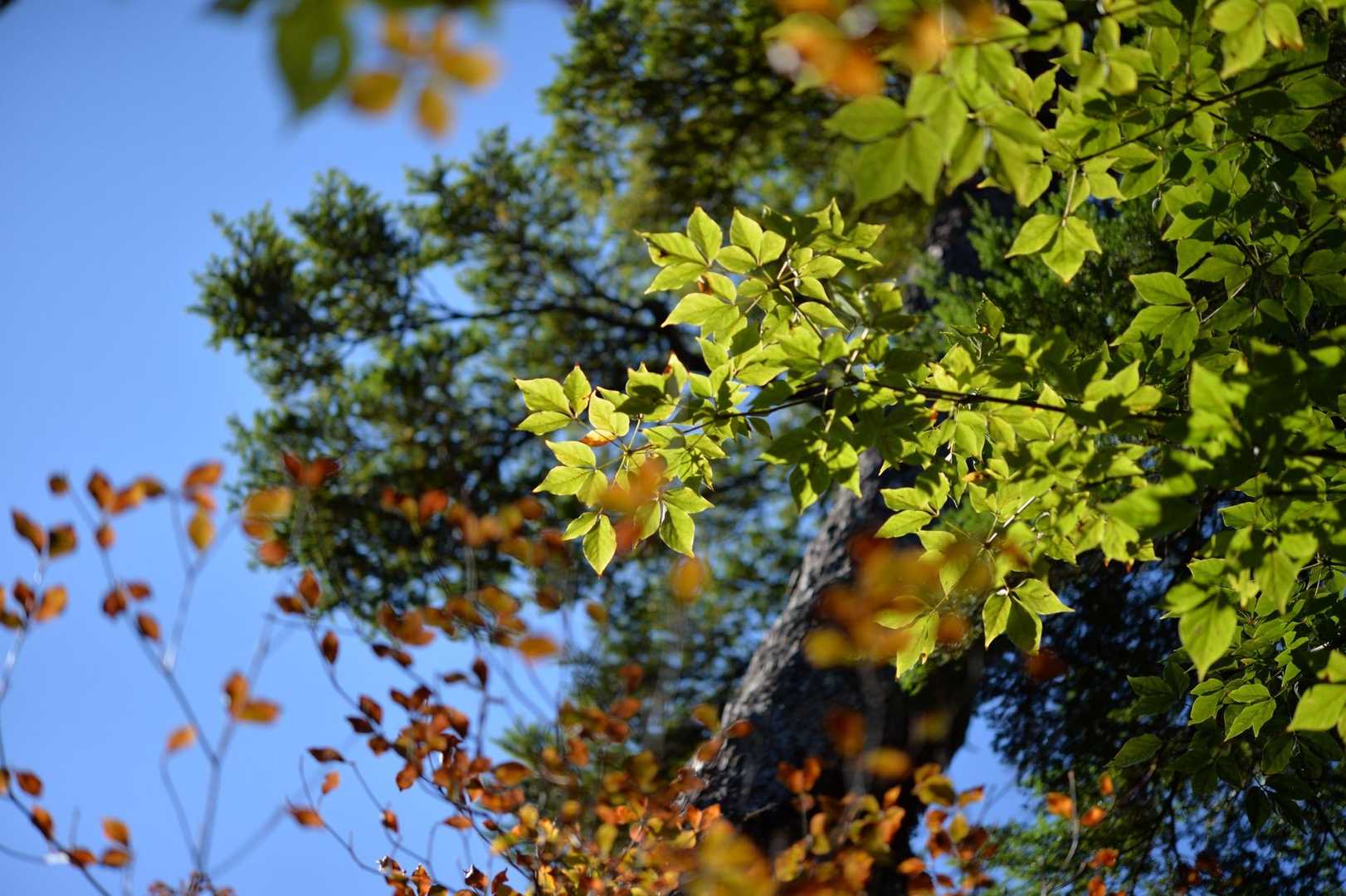少し☀️がみえだした。
眩しい🌿