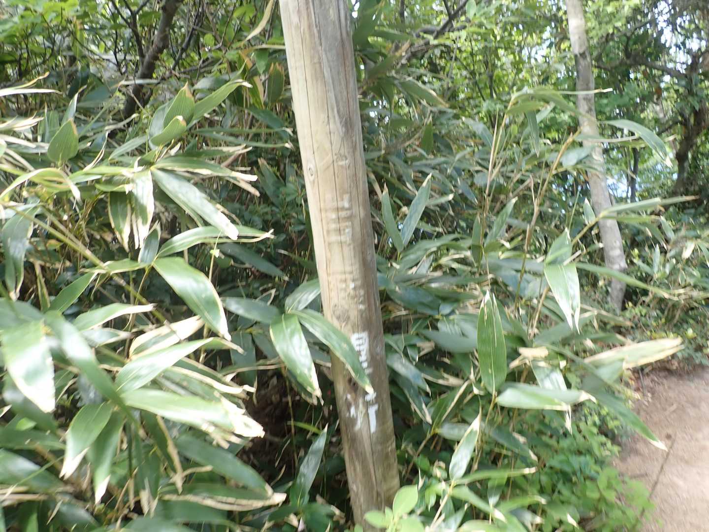 展望所へ