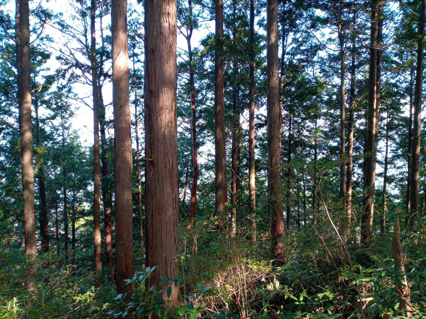 しばらく登ると、牛頭山東峰到着です。展望はありません。