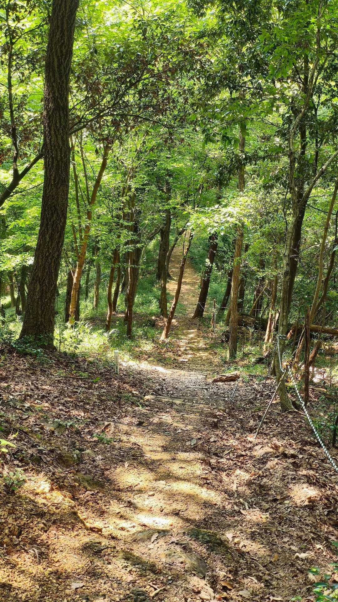 よく整備されたきれいな登山道です