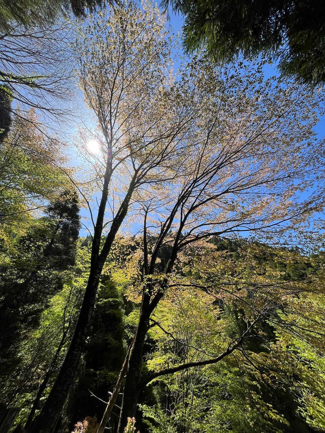 山桜