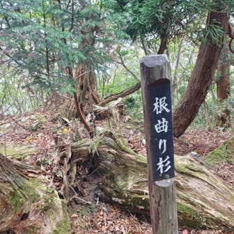 根曲り杉