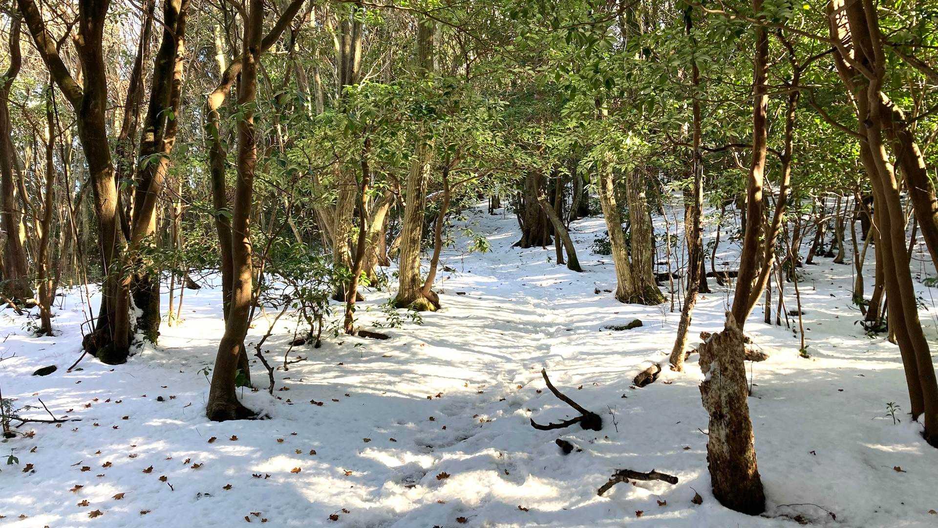 雪は下山時も綺麗なままで気分良く歩けました😙