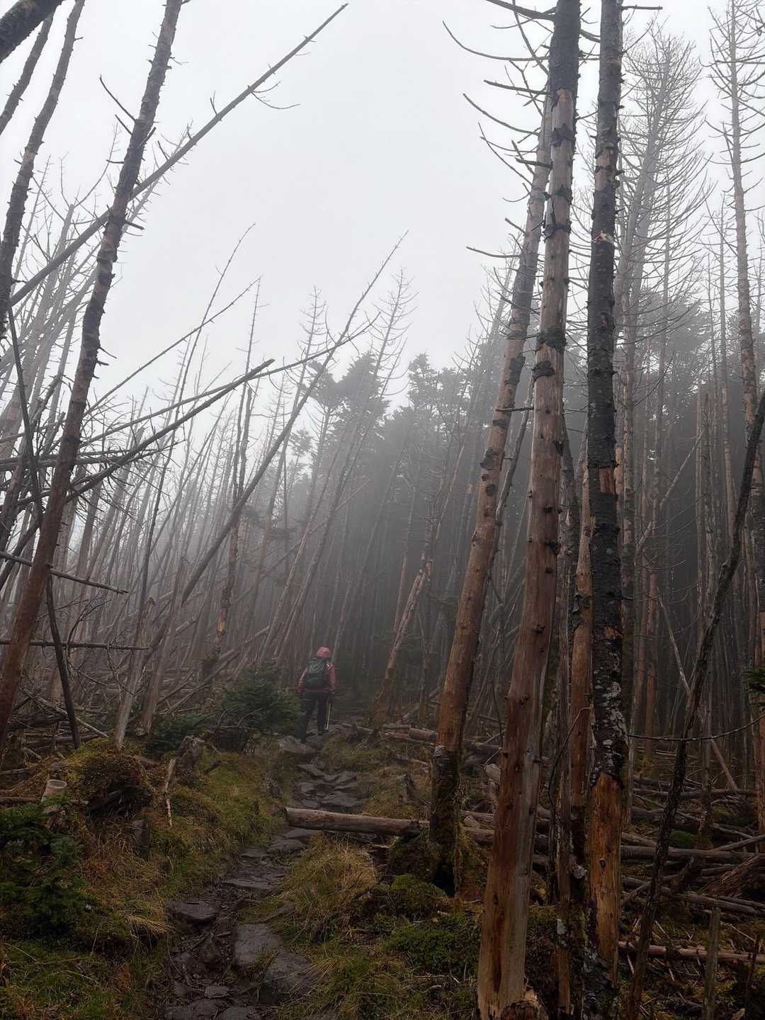 縞枯山へ向かう