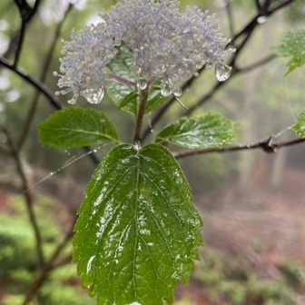 自然の芸術作品3
麗しの小花