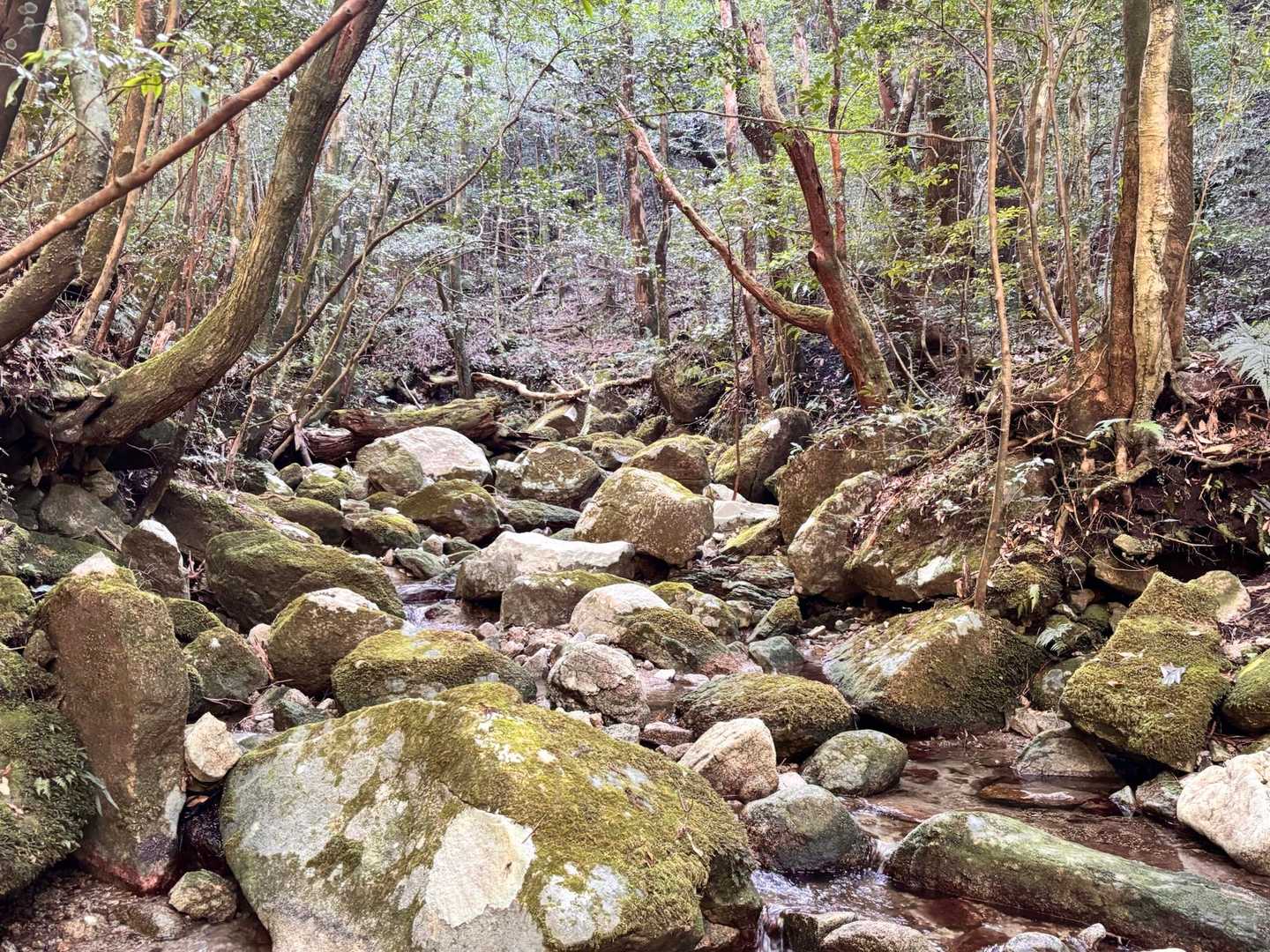 プチ屋久島感🌳