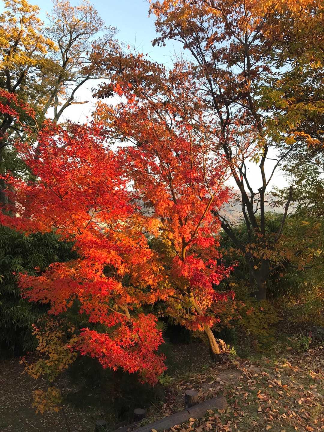 真っ赤に萌えてます😍🍁❤️