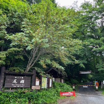 大清水からスタート🚶‍➡️
トイレ、売店あり。
軽食もありそうでした。

一ノ瀬まで有料の送迎バスあり🚌
その辺りまでずっと林道。今回利用せず。