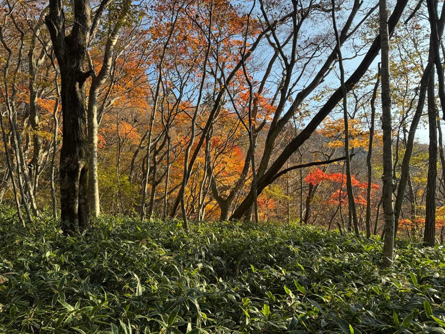 この辺りは紅葉🍁残ってました〜