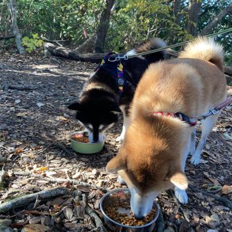 朝ごはん美味しいねえ