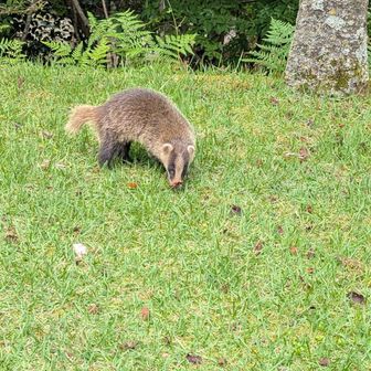 アナグマさんだぁ～🦡