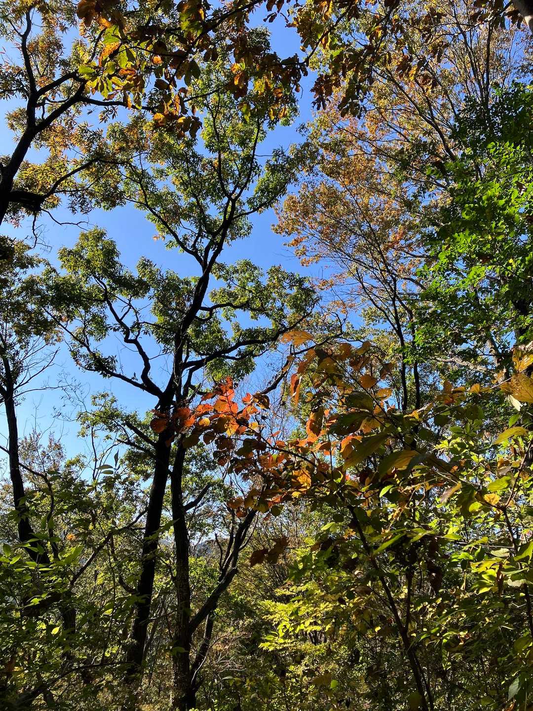 与謝野晶子「比企の渓」歌碑-大平山-大平山登山口 周回コースの写真